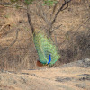 Отель The Postcard Gir Wildlife Sanctuary, фото 26