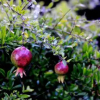 Отель Rampa di Fugnano, фото 5