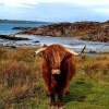 Отель Lovely 1-bed Cottage in Isle of Mull, фото 22