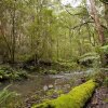 Отель King Parrot Cottages, фото 8