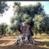 Отель Beautiful Triple Room in Ancient Masseria Near the sea in a Quiet Olive Trees, фото 20