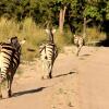 Отель Fathala Wildlife Reserve, фото 31