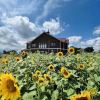 Отель Shooting Star the Bed & Breakfast, фото 30