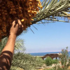 Отель Saraya Beach, фото 3
