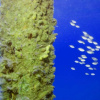 Отель Coron Underwater Garden Resort, фото 20