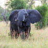 Отель Saadani Safari Lodge - bush, river, beach, фото 48