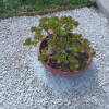 Отель Rustico Tra i Limoni, фото 15
