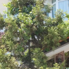 Отель Mimoza Otel & Pansiyon, фото 6
