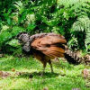 Отель Sangregado Lodge, фото 27
