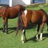 Отель Fazenda Santo Antônio, фото 4