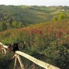 Отель Locanda San Francesco, фото 3