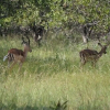 Отель Unathi Game Lodge, фото 21