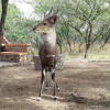 Отель Umvangazi Rest - Enjoy a Relaxing, Rejuvenating and Peaceful Setting in the Bush, фото 15