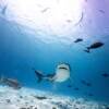 Отель Tiger Shark Residence, фото 11