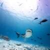 Отель Tiger Shark Residence, фото 23