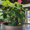 Отель Delight Hotel Lotus Courtyard, фото 23