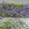 Отель Morada das Flôres, фото 7