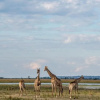 Отель Okavango Lodge, фото 17