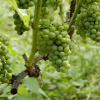 Отель Yufuin Jiyukan, фото 3