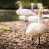 Отель Swan Lake Resort Rentals, фото 1