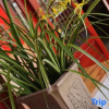 Отель Wangshui Lushan Homestay, фото 5