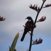 Отель Two Tui Homestead and BnB, фото 19