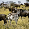 Отель Gloria Beach Lodge, фото 17