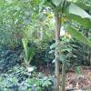 Отель Coffee Choza Home Stay, фото 11