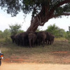 Отель Nature Park Udawalawe, фото 39