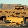 Отель Klein-Aus Vista Desert Horse Inn, фото 43