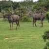 Отель Valley Bushveld Country Lodge, фото 13