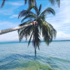 Отель Coconut Bungalows Star Fish Beach, фото 15