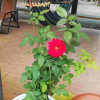 Отель Yesanpo Shanshui Renjia Farmstay, фото 8