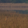 Отель Red Earth Tadoba, фото 17