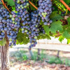 Отель Mettler Winery, фото 30