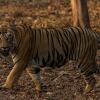 Отель Avadale Tadoba - Stag Groups Not Allowed, фото 17