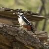 Отель Glentruim Lodge, фото 21