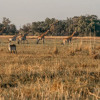 Отель Belmond Safaris, фото 14