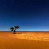 Отель Camp Sahara Nights, фото 4