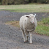 Отель Bimbadeen Phillip Island Farm Retreats, фото 7