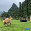Отель Yingxi Peak Forest Corridor Cuiying Residence, фото 4