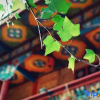 Отель Jiuzhaigou Tibetan Barley Yododo Inn, фото 9
