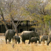 Отель Gwango Elephant Lodge, фото 4