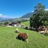 Отель Sattlerhof Urlaubsbauernhof, фото 14