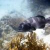 Отель Chumbe Island Coral Park, фото 33