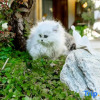 Отель Lijiang Ancient City Langxue Courtyard Cat Cafe Homestay (Dayan Ancient Town Branch), фото 4