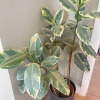 Отель Bright & Beautifully Decorated 1BD Flat - Brixton, фото 13