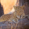 Отель Imagine Africa Luxury Tented Camp, фото 5