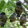 Отель Morepork Riverside Lodge, фото 24