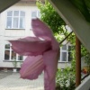 Отель Garden 39 Vendégház, фото 13